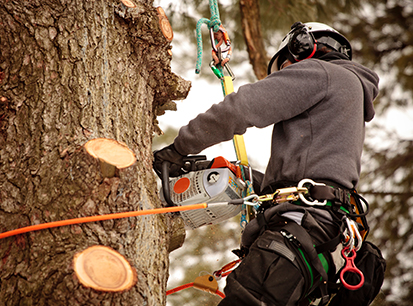 Man trimming tree with a chainsaw